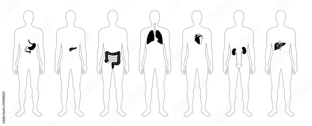 Human internal organs vector Human internal organs vector