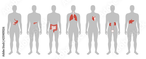 Human internal organs vector