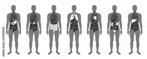 Human internal organs vector
