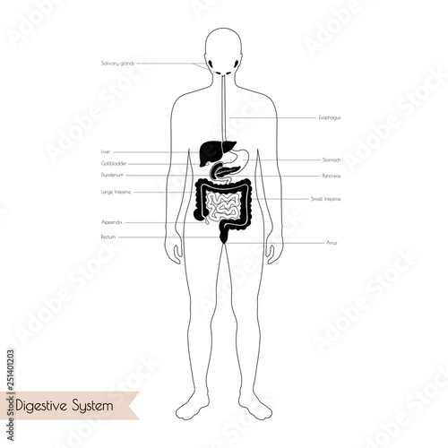 Vector isolated illustration of digestive system