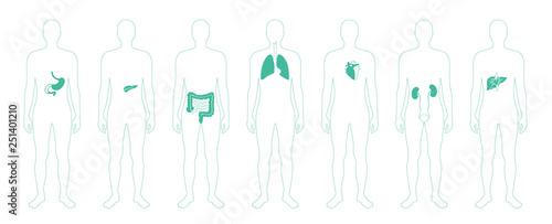 Human internal organs vector