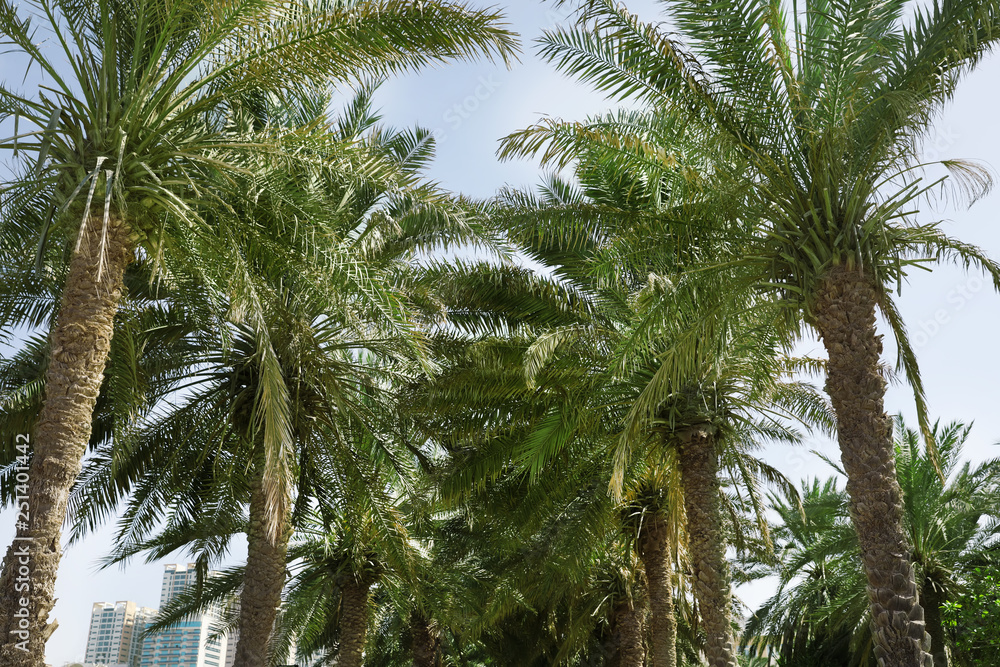 Fototapeta premium Beautiful palms and distant view of resort on background