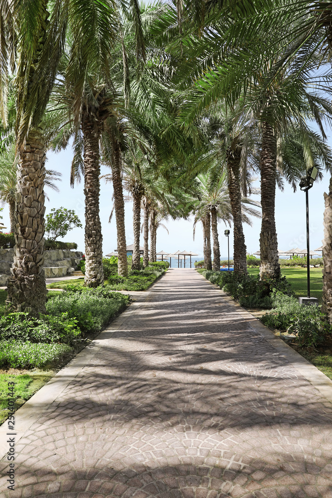 Palm alley leading to tropical beach on sunny day