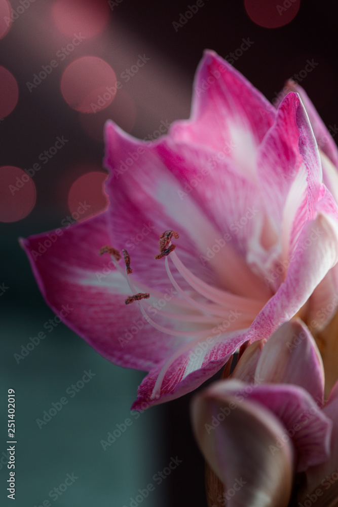 spring background with amaryllis