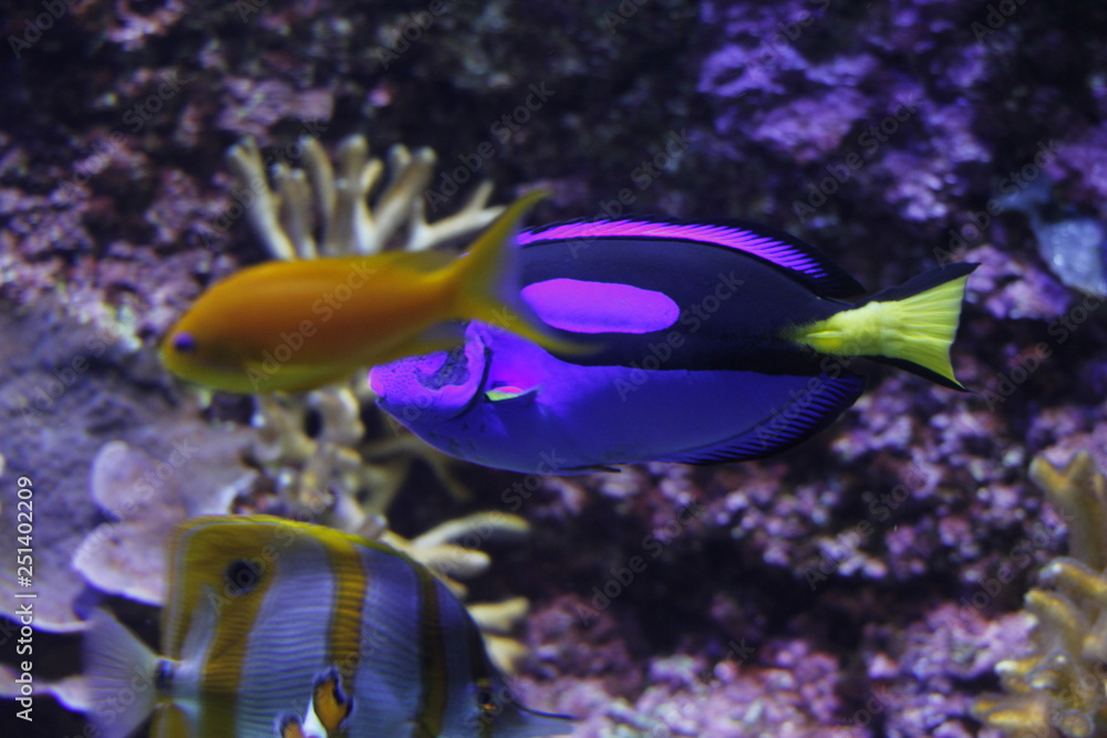 Fishes in an Aquarium Fishes in an Aquarium