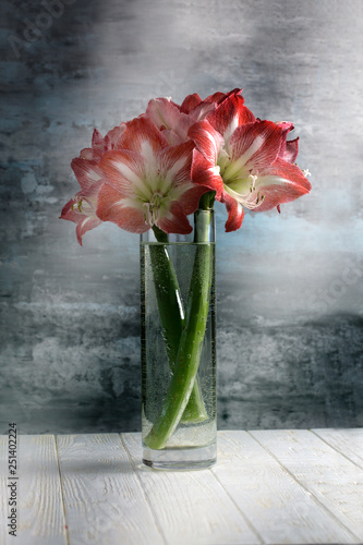 amaryllis flowers in full bloom displayed inside a modern glass vase