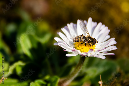 Fliege auf Gänseblümchen © Jeannette