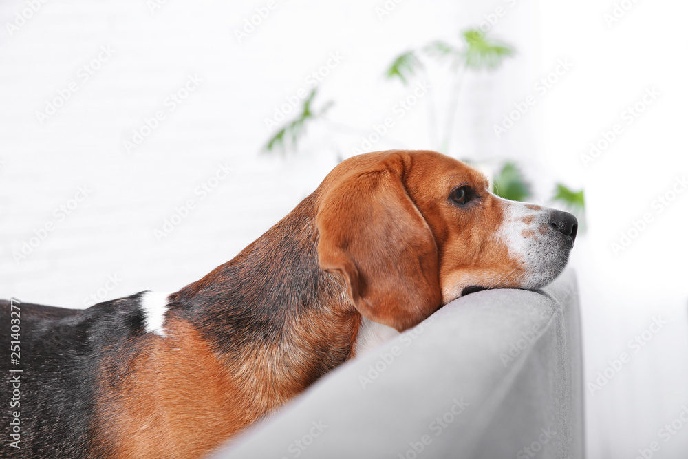 Beautiful beagle dog on sofa indoors. Adorable pet