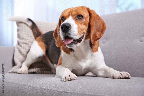 Beautiful beagle dog on sofa indoors. Adorable pet