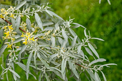 Branch with fresh bloom  of White willow or Salix alba tree closeup in garden, Sofia, Bulgaria