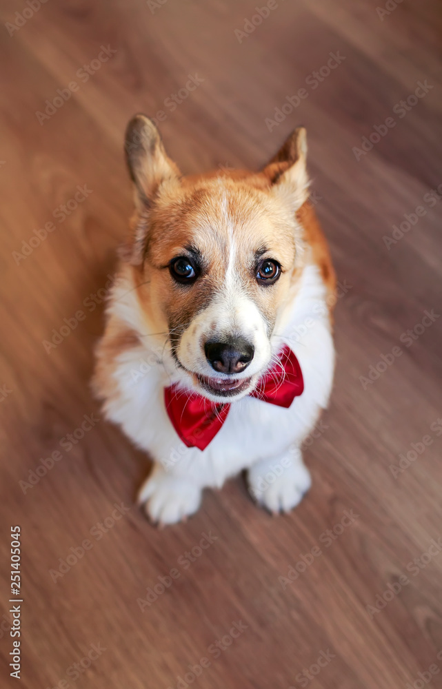cute little puppy in festive red butterfly sits on the floor and looks up at the host cute little puppy in festive red butterfly sits on the floor and looks up at the host