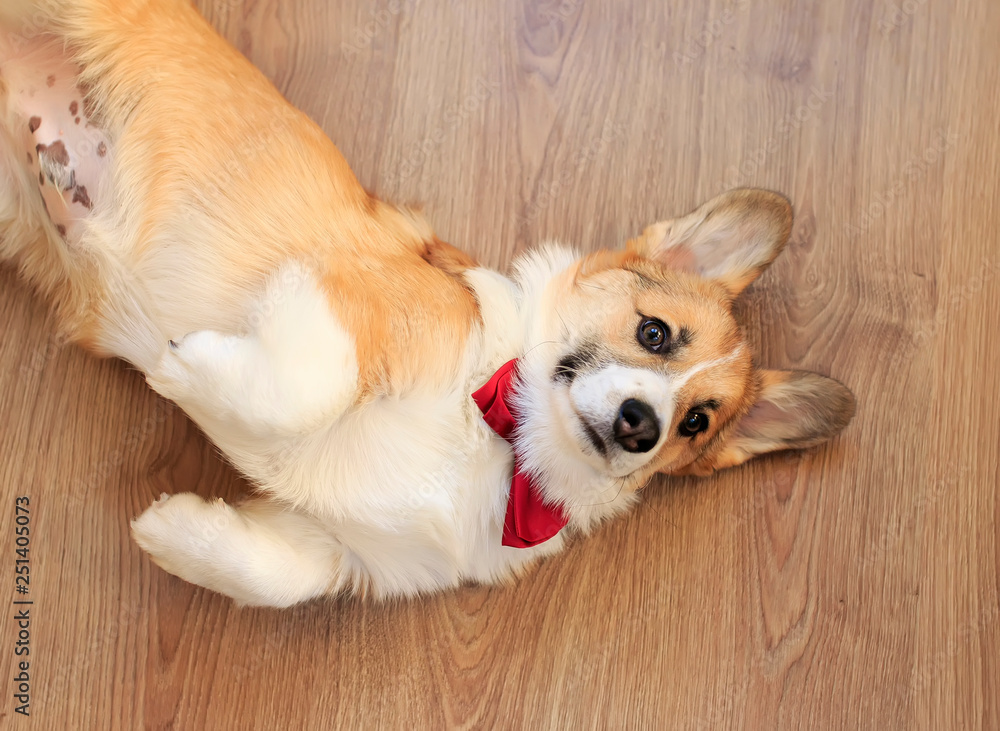 cute little Corgi pup in a festive red bow tie and gastuche lying