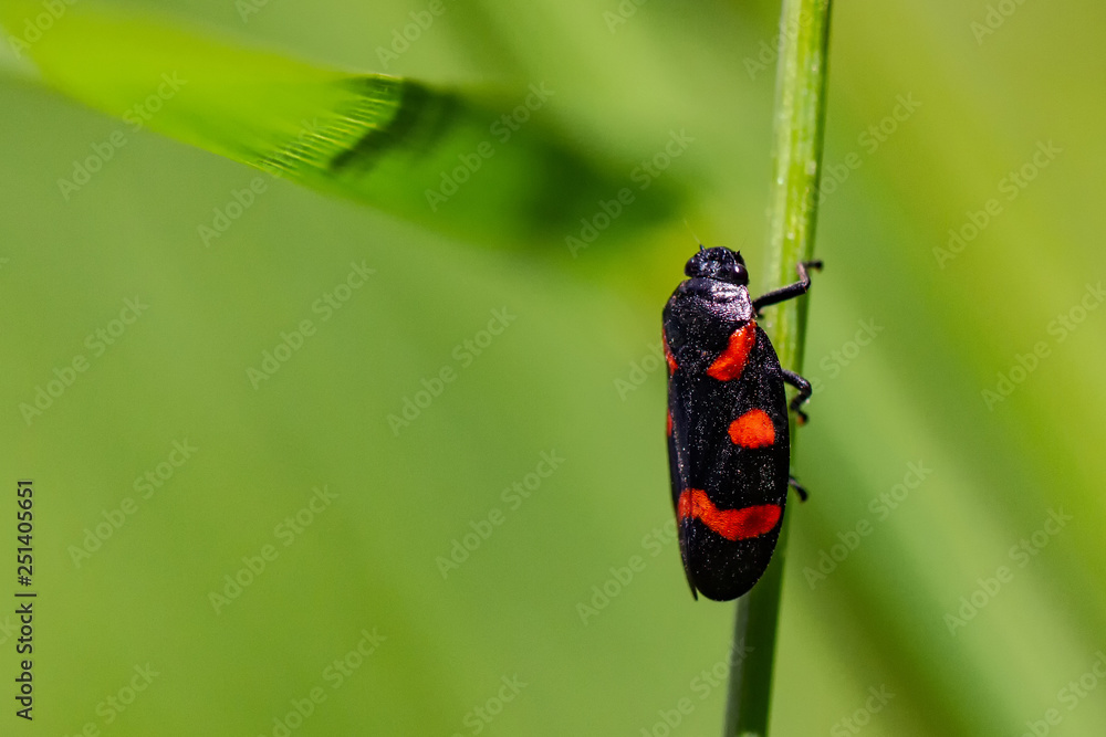 Froghopper Froghopper