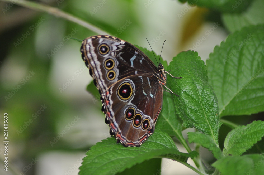 Fototapeta premium Schmetterling2