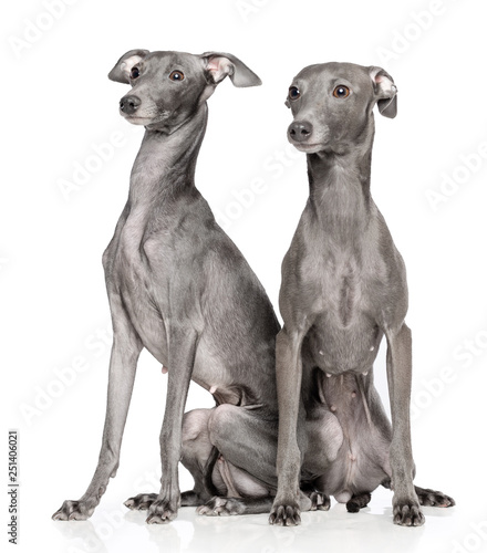 Fotografie Italian greyhound Dog  Isolated  on White Background in studio