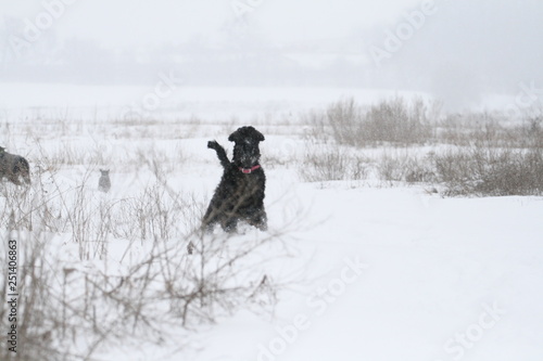 portrait of a giant schnauzer during a snowfall in the field