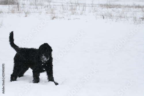 portrait of a giant schnauzer during a snowfall in the field