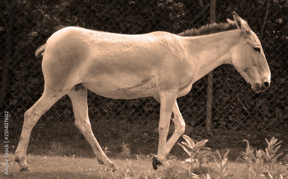 The onager (Equus hemionus), also known as hemione or Asiatic wild ass