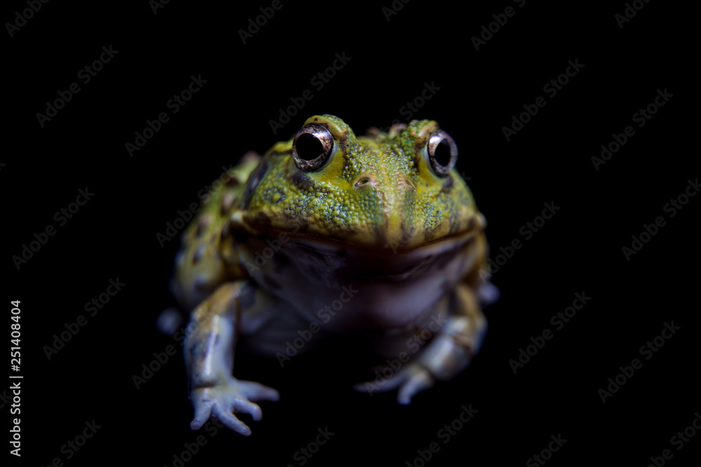 The African bullfrog on black