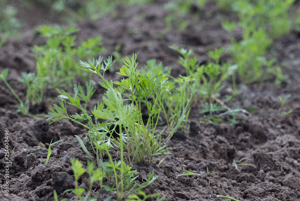 Young carrot plant sprouting out of soil on a vegetable bed. Shot with shallow depth of field. Young carrot plant sprouting out of soil on a vegetable bed. Shot with shallow depth of field.