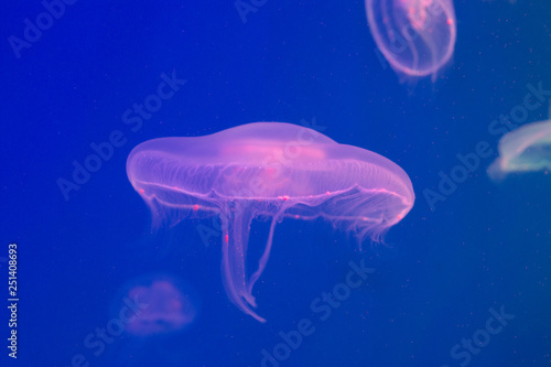 transparent jellyfish illuminated by pink light in the aquarium