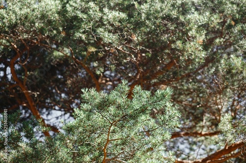 Amazing Background of Pine Branches. Film Toned. photo