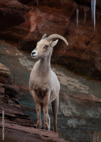 A desert big horned sheep ewe stands on a ledge of a red sandstone cliff with icicles hanging from the rocks above her. 