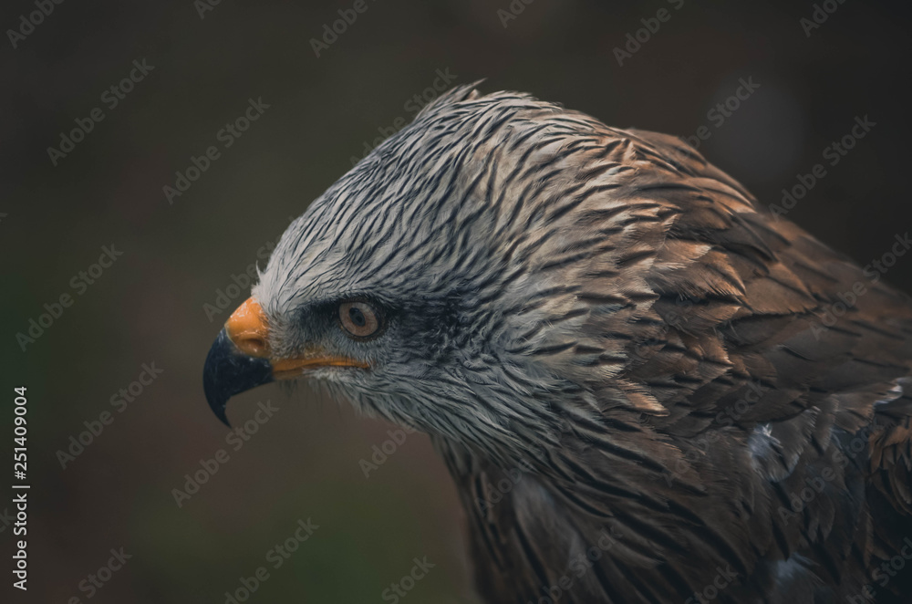 Spectacular portrait of a black milano. Animal Spectacular portrait of a black milano. Animal