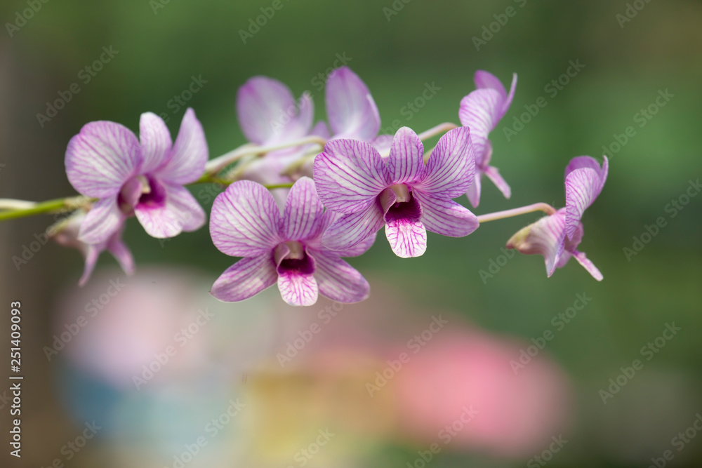 Beautiful orchid flower in nature with blurred background. Beautiful orchid flower in nature with blurred background.