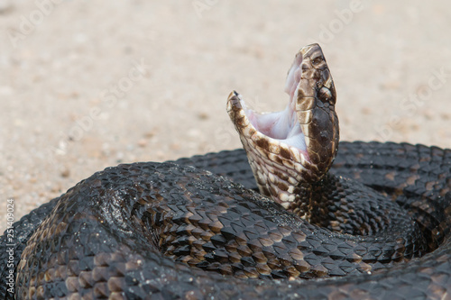 Florida Cottonmouth (Agkistrodon piscivorus conanti)