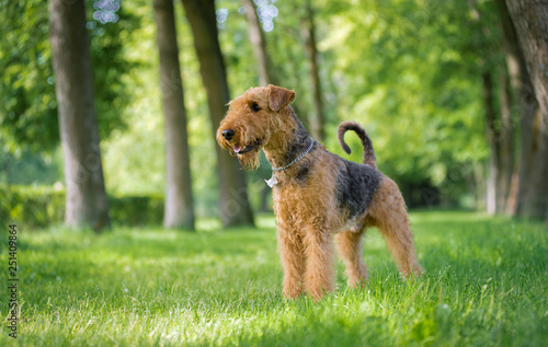 Airedale Terrier stands in a rack on the grass in the alley of trees photo