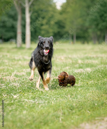 shepherd  and a Dachshund playing together in the ball