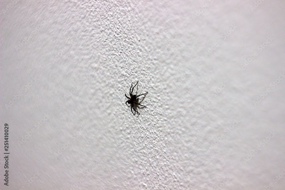 A huge house Spider on the white wall A huge house Spider on the white wall