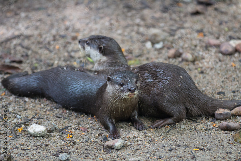 pair of Oriental small-clawed otter, Amblonyx cinereus, also known as the Asian small-clawed otter. pair of Oriental small-clawed otter, Amblonyx cinereus, also known as the Asian small-clawed otter.