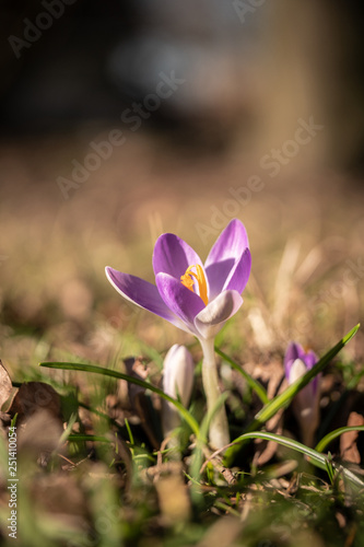spring