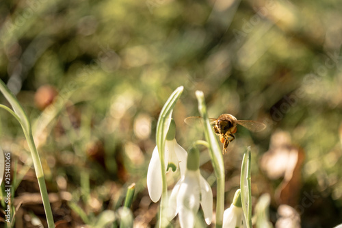 spring