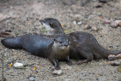 pair of Oriental small-clawed otter, Amblonyx cinereus, also known as the Asian small-clawed otter.