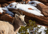 A desert big horned sheep looks out from up on a red sandstone ledge on a cold snowy winter day.
