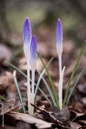 spring