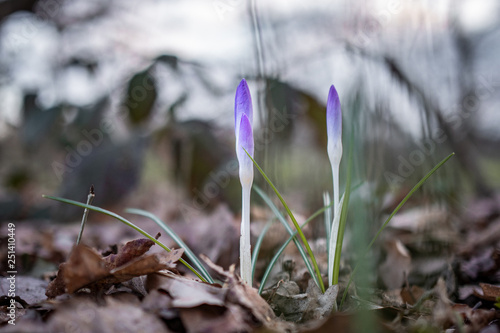 spring