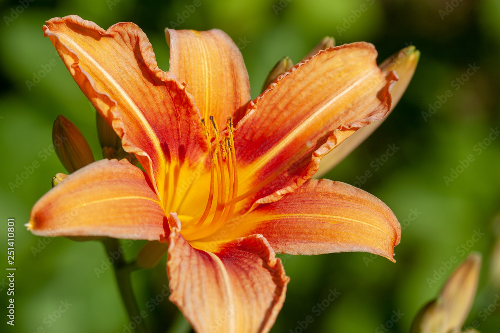 closeup of Daylily closeup of Daylily