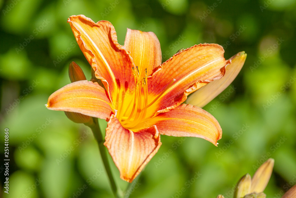 closeup of Daylily closeup of Daylily