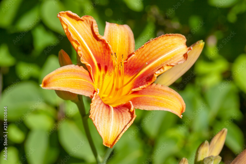 closeup of Daylily closeup of Daylily