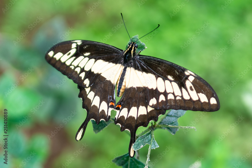 Fototapeta premium Butterfly with very bright colors on flowers and plants
