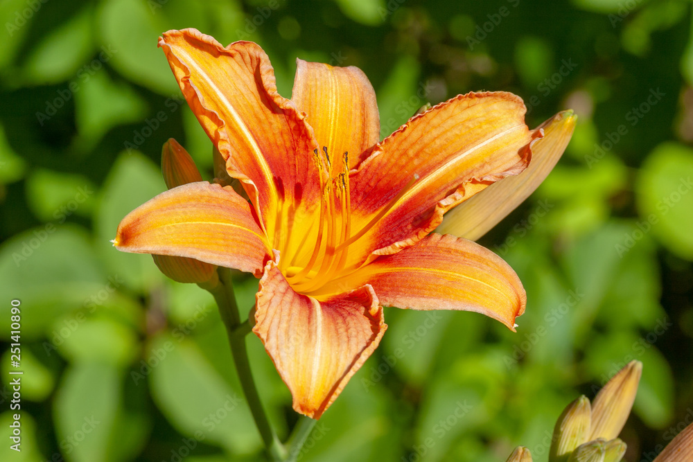 closeup of Daylily closeup of Daylily
