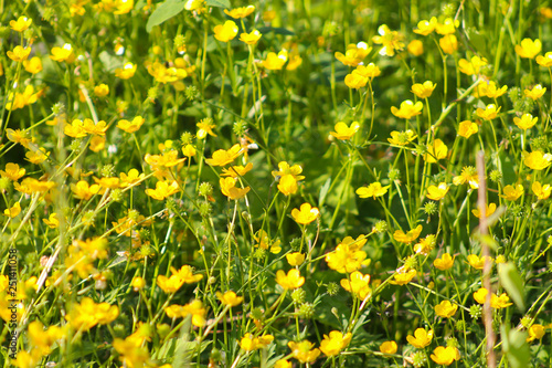 yellow small flowers in green grass. beautiful background