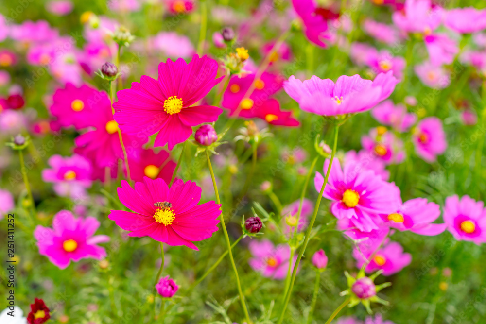 コスモスの花壇