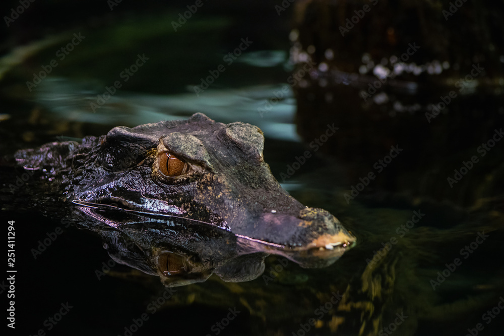 Cuvier's dwarf caiman