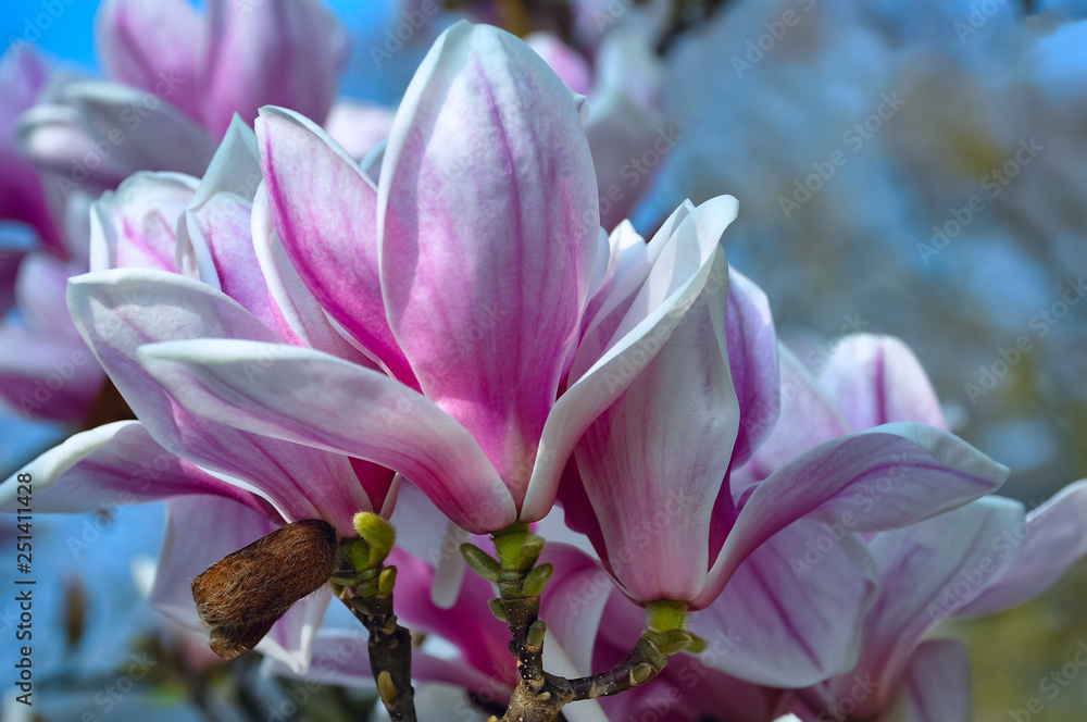 Blooming magnolias with branch in springtime. Beautiful spring flowers in orchard. Magnolia tree with soft focus and blurry. Toned image doesn’t in focus.