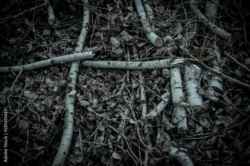 Fototapeta premium dark forest